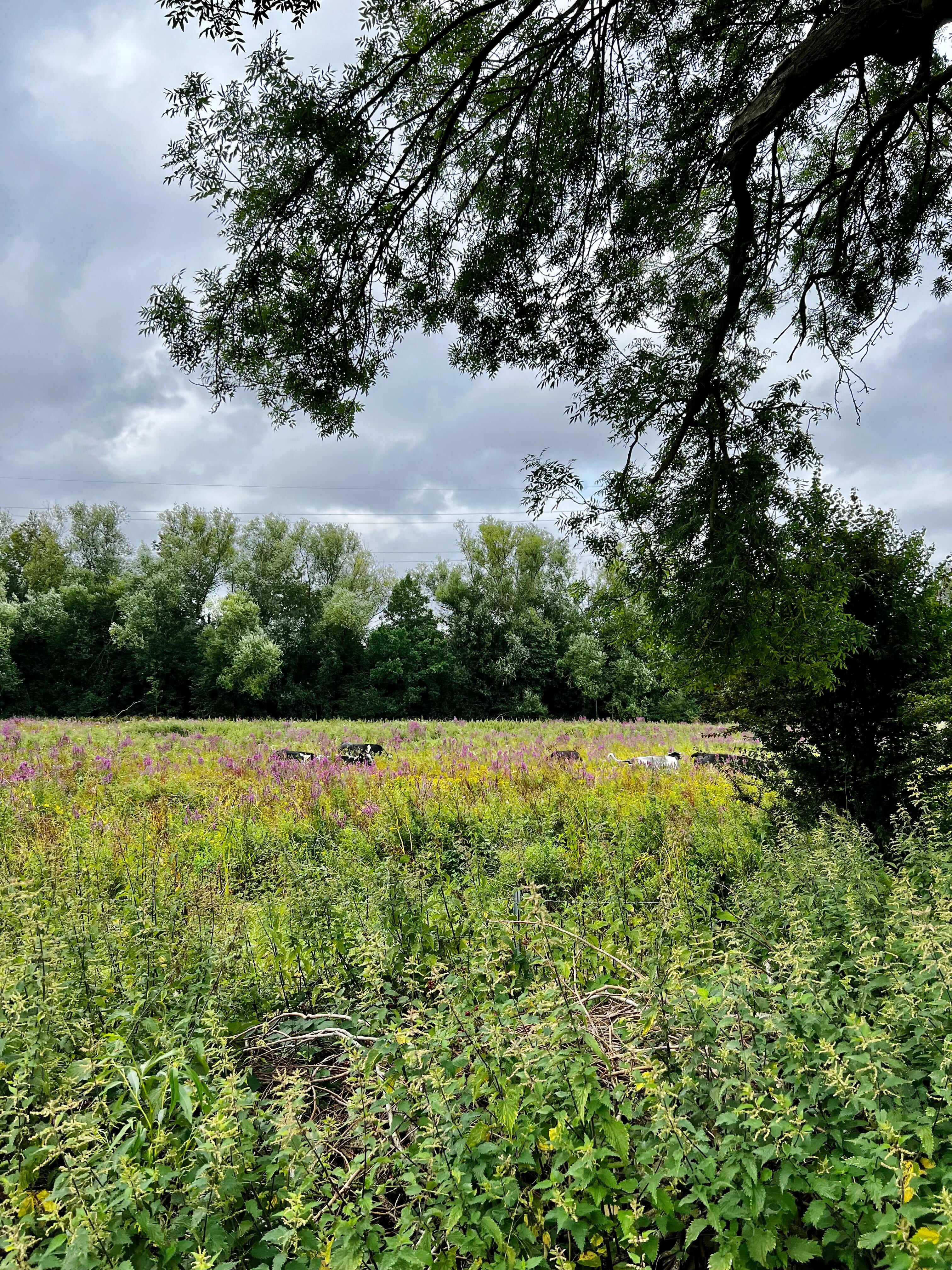 A new (greener) chapter